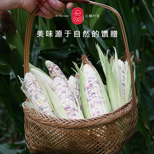 云巅村落香糯小玉米 商品图4