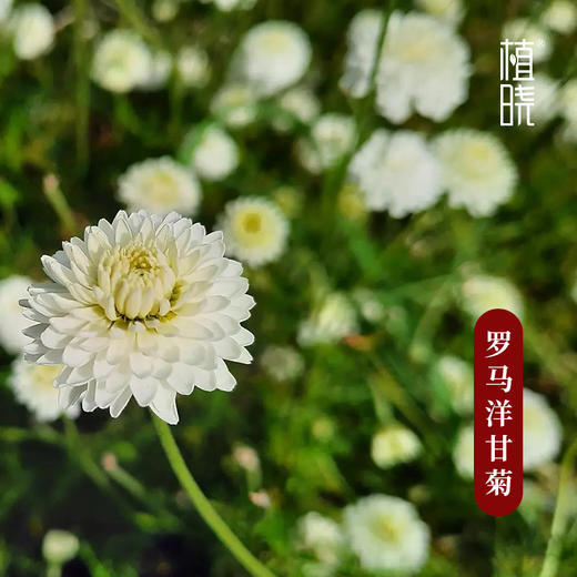 植晓 罗马洋甘菊精油 5ml 商品图1