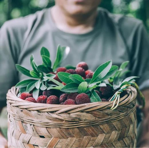 预售|初夏顶流上线！人均19+解锁东魁杨梅畅吃自由！一口鲜，“梅”商量！ 商品图0