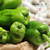 生态青椒/二荆条辣椒/牛角椒（农场直发-顺丰包邮）｜ 成都郫都区基地【原乡农场，自产自销】 商品缩略图7