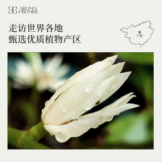 白兰花精油2ml 清幽暗香 安抚心神 平静心绪 商品图5