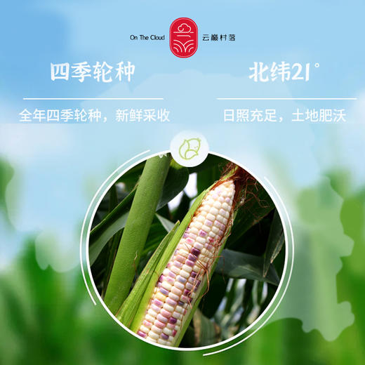 云巅村落香糯小玉米 商品图2