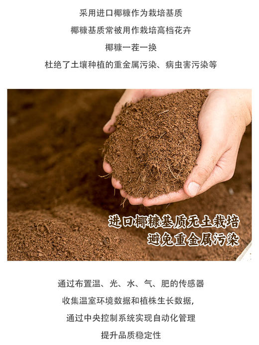 春沐源桔绿组合，小桔灯脆甜爽口，葡萄番茄皮薄糯甜 商品图6