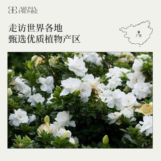 栀子花精油2ml 清幽弥散 平衡油脂调节情绪 商品图5