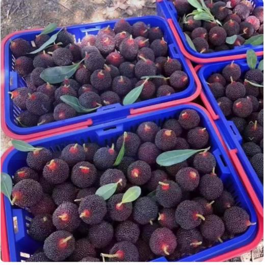 金灶乌酥杨梅（约400-450G）/盒 商品图0