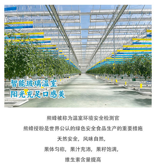 春沐源桔绿组合，小桔灯脆甜爽口，葡萄番茄皮薄糯甜 商品图5