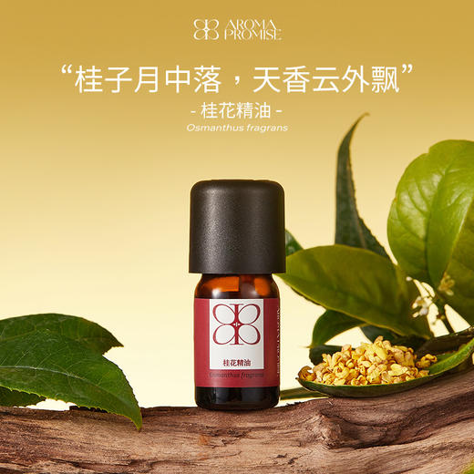 桂花精油2ml 典雅幽香 缓解焦虑 安抚心灵 商品图0