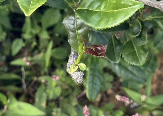 哇哇哇 每一口都惊艳 传统制作 古法炭焙铁观音 西坪产区 商品图7