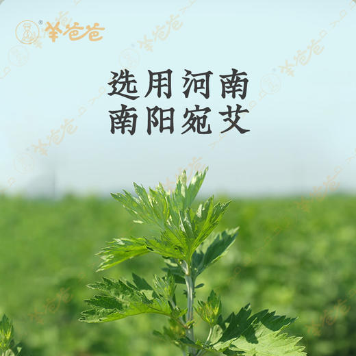 【南阳艾条】艾灸|南阳道地好艾 传承经典 悬灸 商品图5