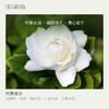 栀子花精油2ml 清幽弥散 平衡油脂调节情绪 商品缩略图1
