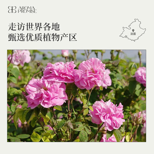 大马士革玫瑰精油2ml 浓郁芬芳香气 商品图5