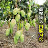 海南小台农芒果新鲜现摘 商品缩略图5