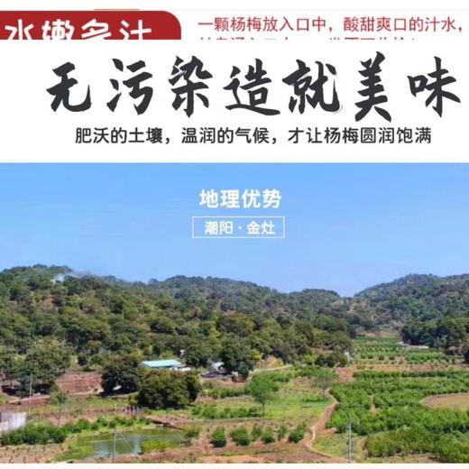 金灶乌酥杨梅（约400-450G）/盒 商品图2