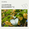 桂花精油2ml 典雅幽香 缓解焦虑 安抚心灵 商品缩略图5
