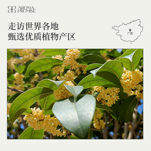 桂花精油2ml 典雅幽香 缓解焦虑 安抚心灵 商品图5