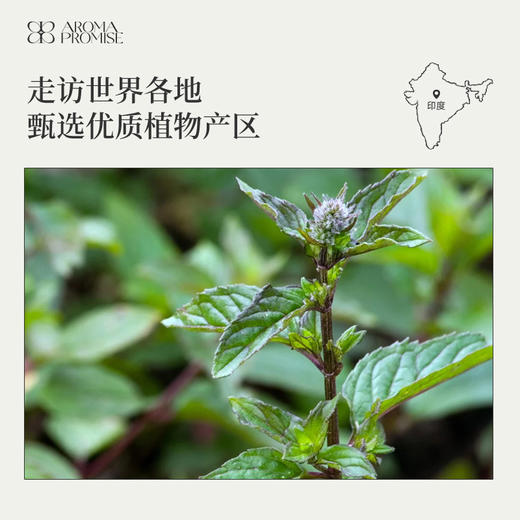 胡椒薄荷精油10ml 商品图5