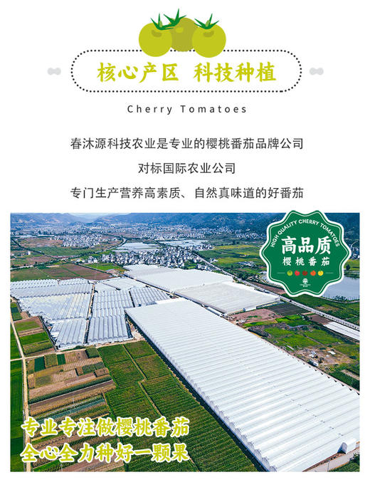 春沐源桔绿组合，小桔灯脆甜爽口，葡萄番茄皮薄糯甜 商品图7