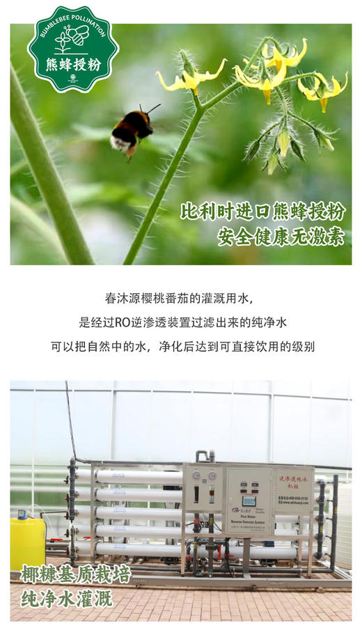 春沐源桔绿组合，小桔灯脆甜爽口，葡萄番茄皮薄糯甜 商品图3