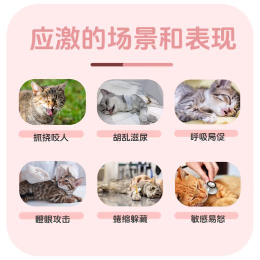 糗糗庄园-猫面部信息素安抚情绪缓解应激环境喷雾 商品图1