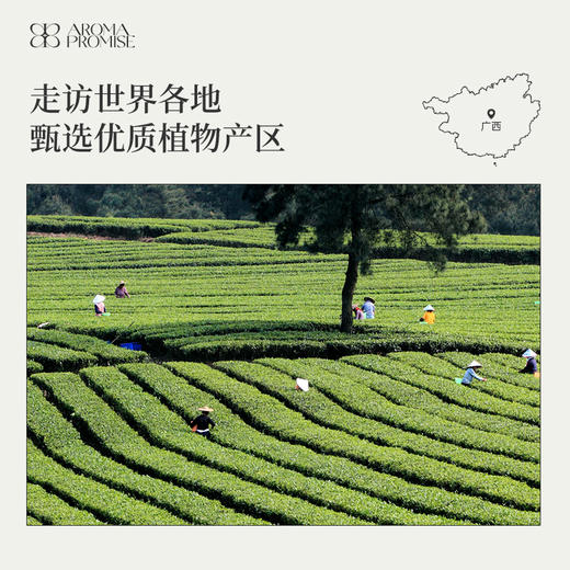 小花茉莉精油2ml 芬芳优雅 紧致亮肤舒缓压力 商品图5