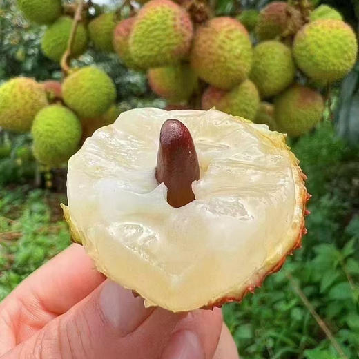 新平妃子笑荔枝（礼盒）2.5kg/件 商品图3