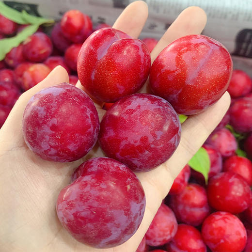 【十堰主城区包邮】新鲜水果 酸甜多汁郧阳区清凉寺红布林  5斤装 商品图0