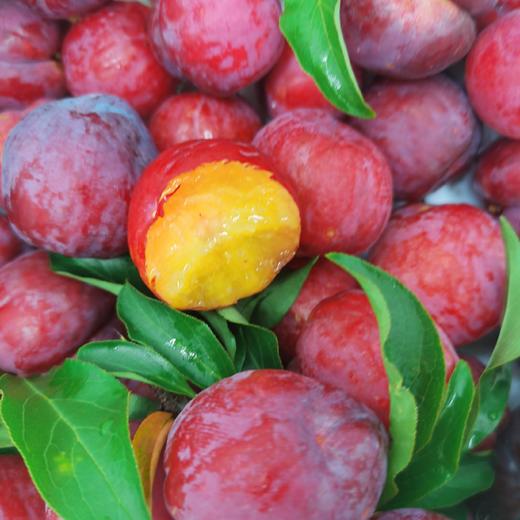 【十堰主城区包邮】新鲜水果 酸甜多汁郧阳区清凉寺红布林  5斤装 商品图1