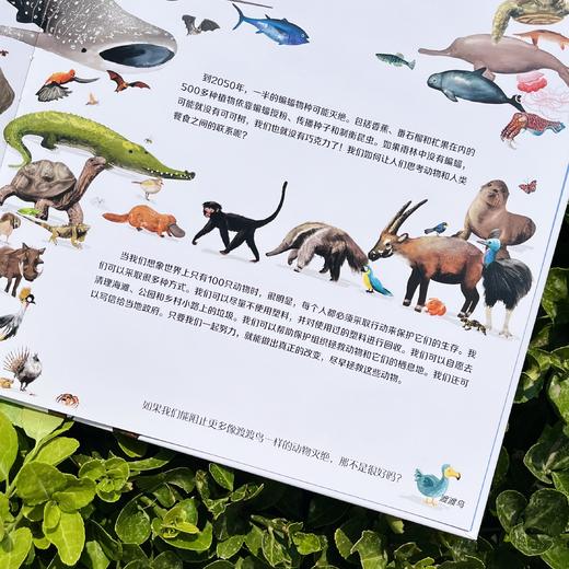 如果世界上只有 100 只动物 | 世界上的动物千千万，以有趣、简明的方式将纷繁复杂、数量庞大的动物世界呈现给孩子，也是用于数学、科学、阅读和写作的绝佳教学资源。天略童书馆出品 商品图6