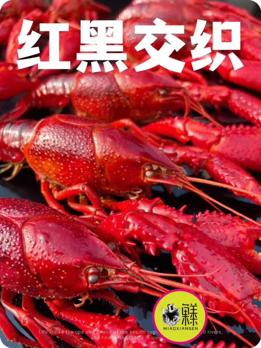 产地直发💝阳澄湖清水炮头小龙虾🦞30只装（顺丰包邮） 商品图6