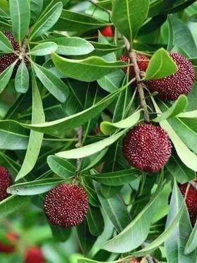 现摘现发云南东魁杨梅新鲜当季水果整箱鲜果