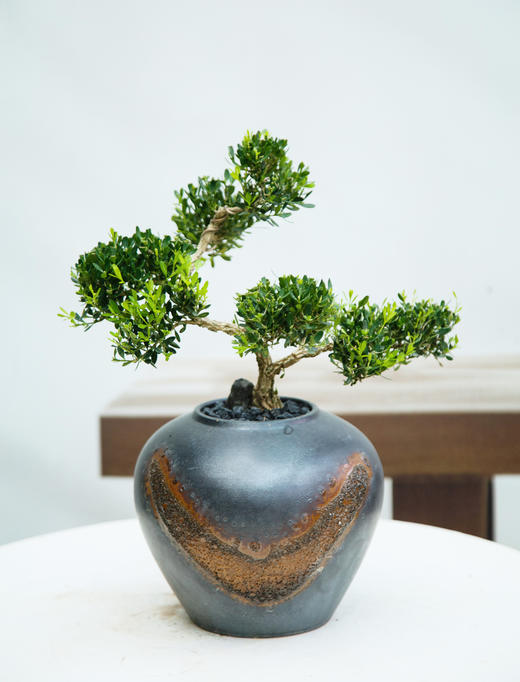 造型黄扬 商品图0