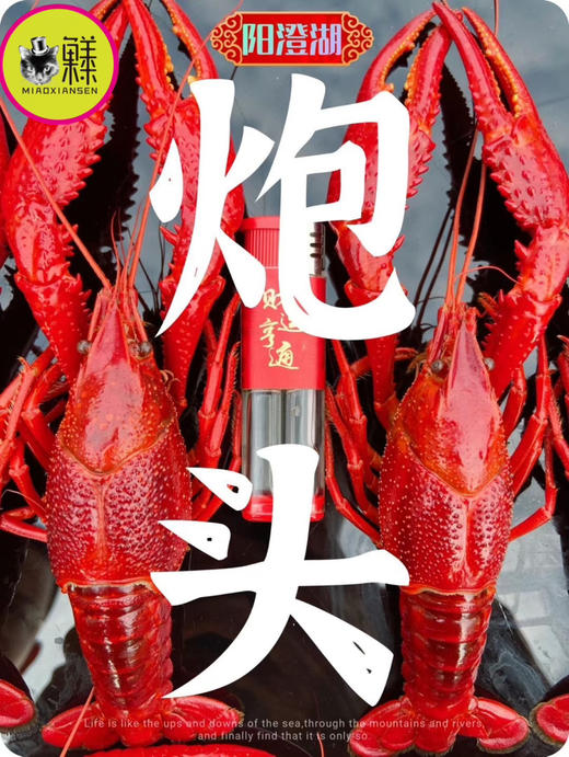 产地直发💝阳澄湖清水炮头小龙虾🦞30只装（顺丰包邮） 商品图1