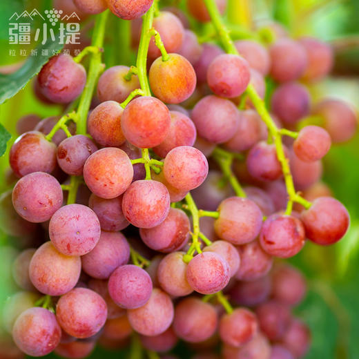 新疆 疆小提 火焰无核 玻璃翠葡萄  脆甜多汁  吃葡萄不吐葡萄皮 商品图4