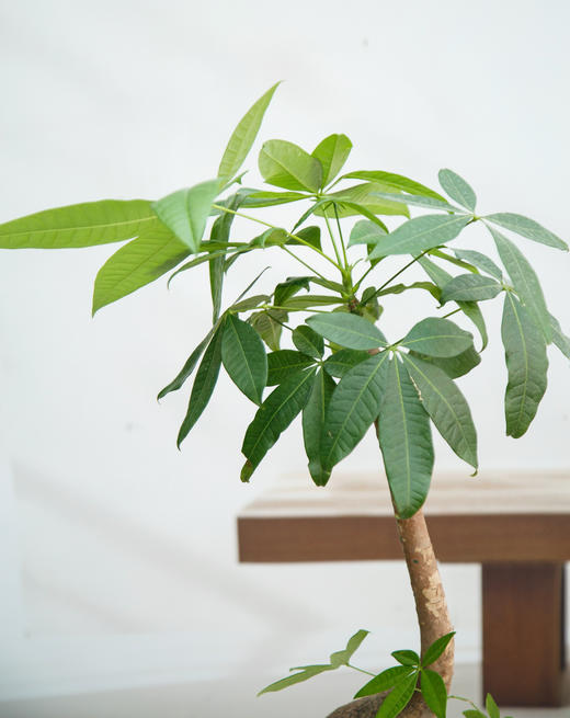 怪头发财树 商品图2