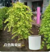 1.4米流泉枫*1棵 商品图0