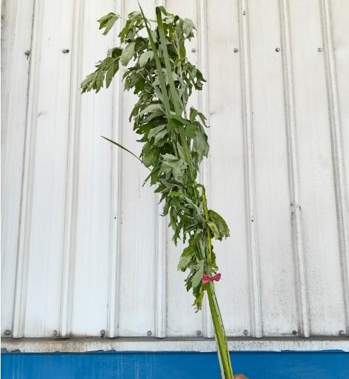 拾间公益项目端午扶贫-蕲春艾草 端午艾草 商品图1