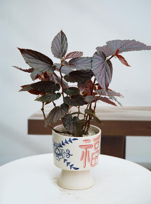 观叶海棠 商品图0