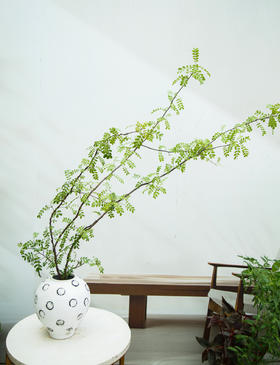 造型红芽清香木