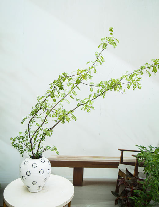 造型红芽清香木 商品图0