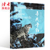 《寻找雪豹—大王巡山》 王鹏/著 揭秘雪山之王 读者出版社 商品缩略图1