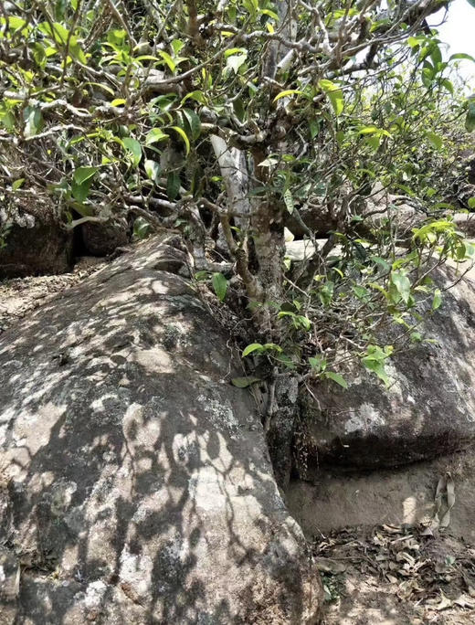 2025【曼岗岩韵】岩石缝里钻出来古树茶 商品图11