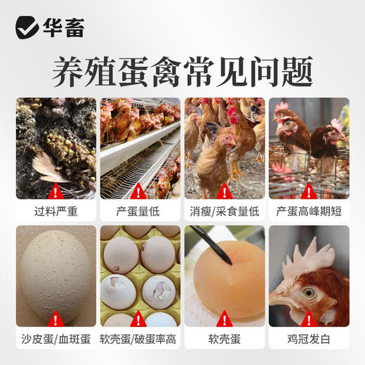 华畜 石头蛋 蛋多蛋大硬度高品质好 商品图1