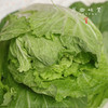 【预售7月5号/6号发货】生态高原大白菜/牛心莲白（农场直发-顺丰包邮）|4-4.5斤装，来自四川小金，生产者：吴明清【合作生产，公平贸易】 商品缩略图1