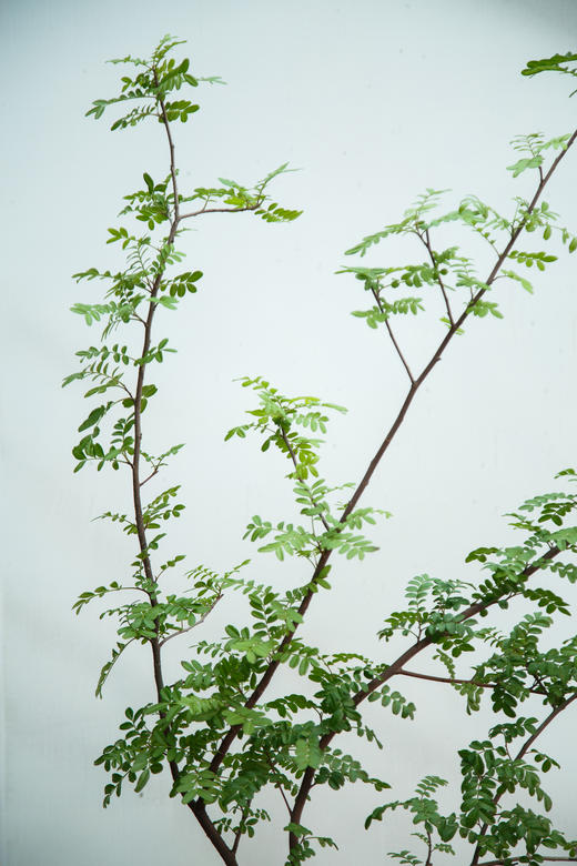 造型红芽清香木 商品图1