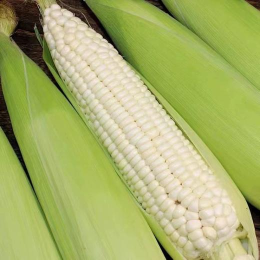 2025年农家新鲜带皮甜糯生白玉米糯牛奶粘黏玉米棒子当季蔬菜现摘 颗粒3比1。3个白色，1个黄色 商品图4