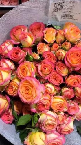 爱丽丝多头玫瑰C级