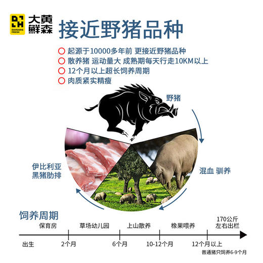 大黄鲜森 伊比利亚黑猪肋排 500g*3 商品图4