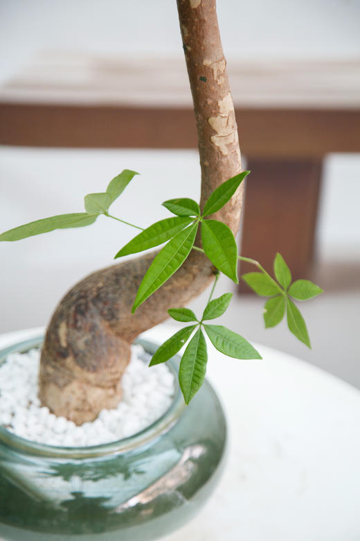 怪头发财树 商品图1