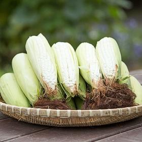 2025年农家新鲜带皮甜糯生白玉米糯牛奶粘黏玉米棒子当季蔬菜现摘 颗粒3比1。3个白色，1个黄色