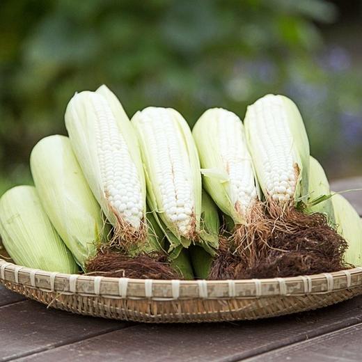 2025年农家新鲜带皮甜糯生白玉米糯牛奶粘黏玉米棒子当季蔬菜现摘 颗粒3比1。3个白色，1个黄色 商品图0